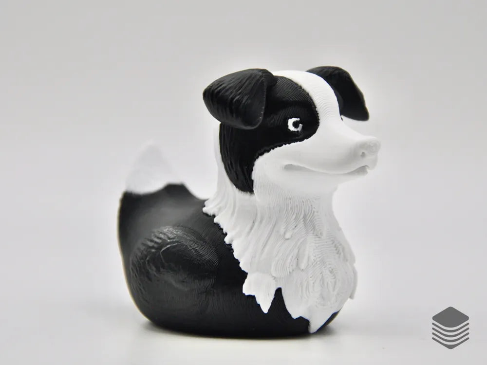 Meet the Border Collie Duck – Smart, Loyal, and Adorably Quirky!