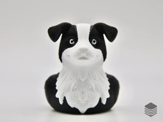 Meet the Border Collie Duck – Smart, Loyal, and Adorably Quirky!