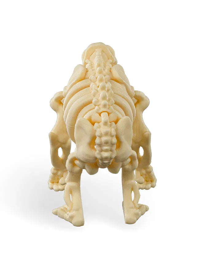 Safari Skelly Chimpanzee