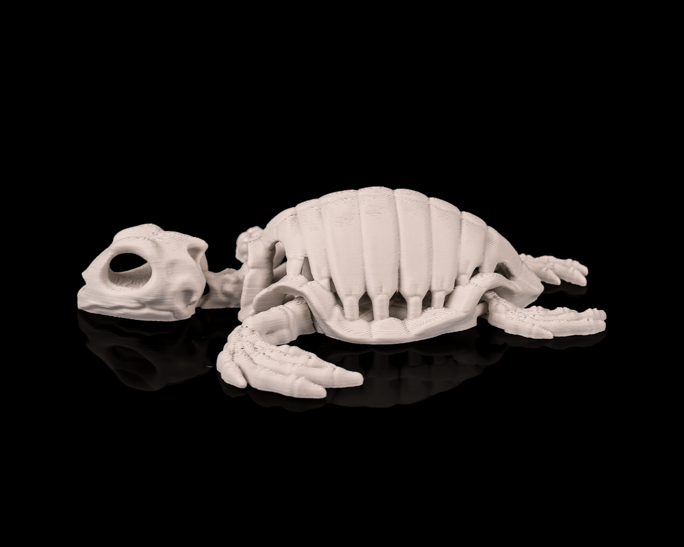 Skeleton Turtle