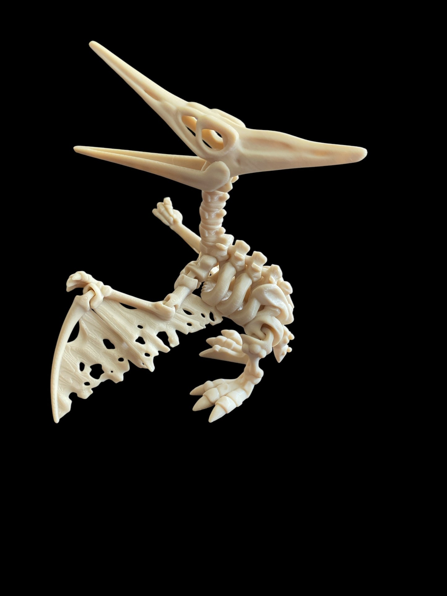 Skeleton Pteranodon